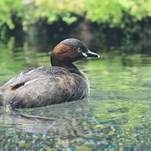 Little Grebe (Tachybaptus ruficollis)