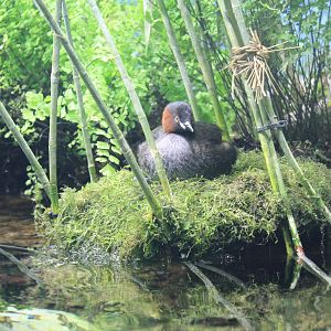 Little Grebe (Tachybaptus ruficollis)