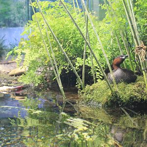 Exhibit for Little Grebe (Tachybaptus ruficollis)