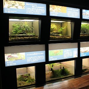 Herptile and invertebrate tanks