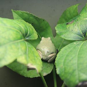 Japanese Tree Frog (Dryophytes japonicus)