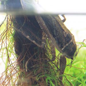 Giant Water Bug (Lethocerus deyrollei)