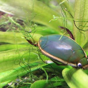 Great Diving Beetle (Cybister japonicus)