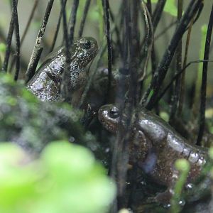 Tokyo Salamanders (Hynobius tokyoensis)