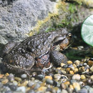Japanese Toad (Bufo japonicus formosus)
