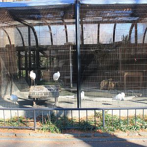 Aviary for Black-faced Spoonbills