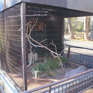 Aviary for Japanese Night Heron