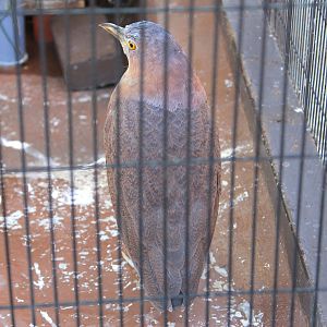 Japanese Night Heron (Gorsachius goisagi)