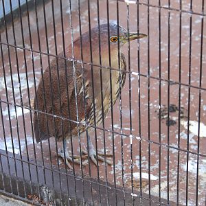 Japanese Night Heron (Gorsachius goisagi)
