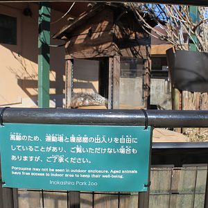 Crested Porcupine enclosure