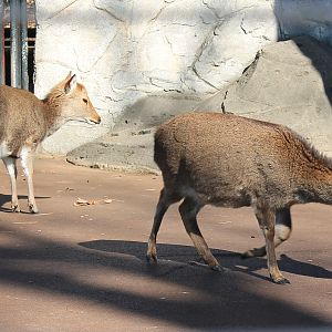 Yakushima Sika Deer (Cervus nippon yakushimae)