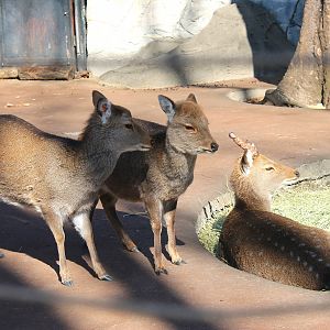 Yakushima Sika Deer (Cervus nippon yakushimae)