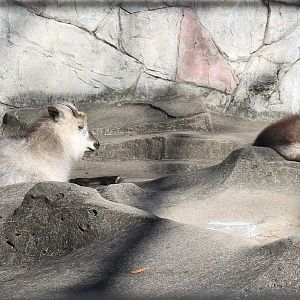 Japanese Serow (Capricornis crispus)