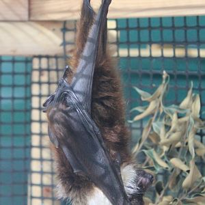 Ryukyu Flying Fox (Pteropus dasymallus inopinatus)