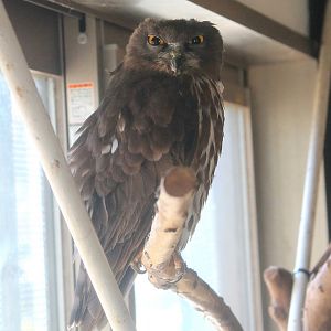 Brown Hawk Owl (Ninox scutulata)