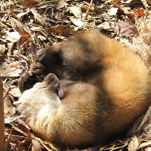 Tsushima Marten (Martes melampus tsuensis)