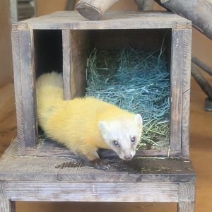 Japanese Marten (Martes melampus melampus)