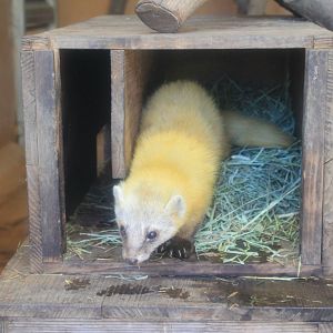 Japanese Marten (Martes melampus melampus)