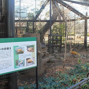 Enclosure for Japanese Marten