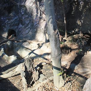 Japanese Badger enclosure