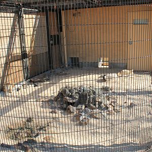 Enclosure for Fennec Foxes