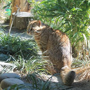 Tsushima Leopard Cat (Prionailurus bengalensis euptilura)