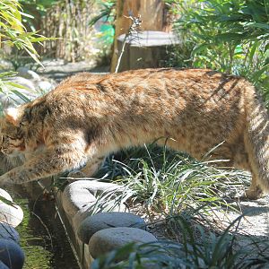 Tsushima Leopard Cat (Prionailurus bengalensis euptilura)