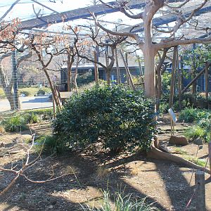 interior of Japanese Squirrel walk-through enclosure