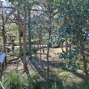 interior of Japanese Squirrel walk-through enclosure