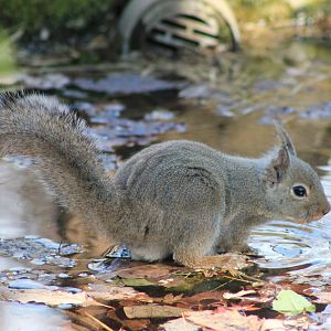 Japanese Squirrel (Sciurus lis)
