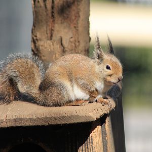 Japanese Squirrel (Sciurus lis)