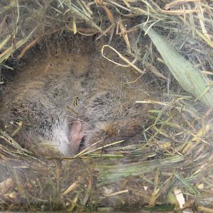 Japanese Grass Vole (Alexandromys montebelli)
