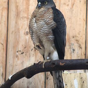 Japanese Sparrowhawk (Accipiter gularis)