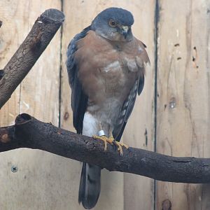 Japanese Sparrowhawk (Accipiter gularis)