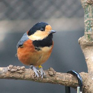 Varied Tit (Sittiparus varius)