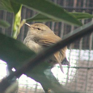 Japanese Bush Warbler (Horornis diphone)