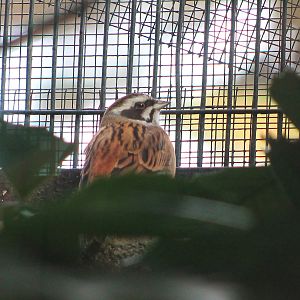 Meadow Bunting (Emberiza cioides)