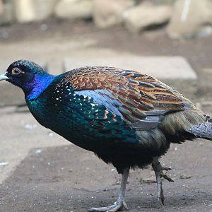 Northern Green Pheasant (Phasianus versicolor robustipes)