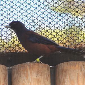 Lidth's Jay (Garrulus lidthi)