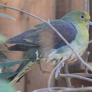 White-bellied Green Pigeon (Treron sieboldii)
