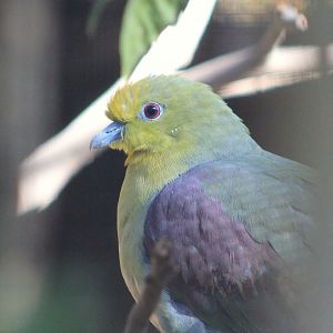 White-bellied Green Pigeon (Treron sieboldii)