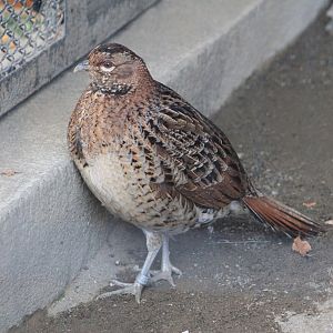 Ijima Copper Pheasant (Syrmaticus soemmerringii ijimae)