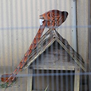 Ijima Copper Pheasant (Syrmaticus soemmerringii ijimae)