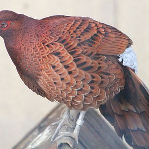 Ijima Copper Pheasant (Syrmaticus soemmerringii ijimae)