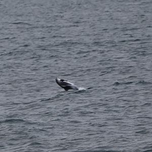 White-beaked Dolphin (Lagenorhynchus albirostris)