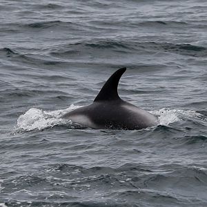 White-beaked Dolphin (Lagenorhynchus albirostris)