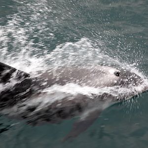 White-beaked Dolphin (Lagenorhynchus albirostris)