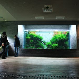 Amano aquascaped aquarium