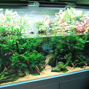 Amano aquascaped aquarium