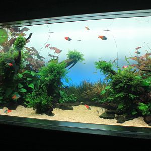 Amano aquascaped aquarium